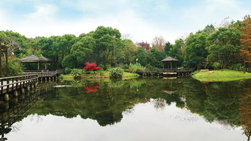 草坪铺植方法及注意事项详解