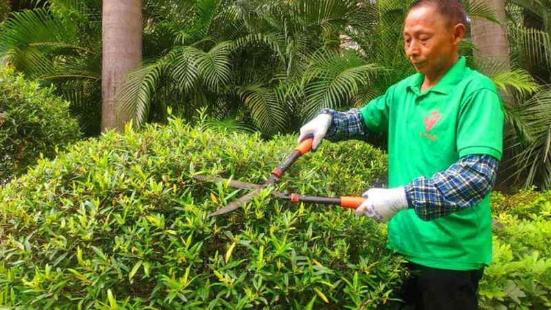 现状分析：老旧小区绿化现状