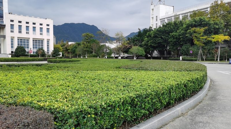园林工程苗木定制厂家