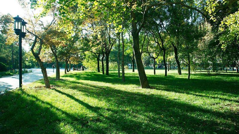 道路绿化带植物配置方法：科学搭配，提升城市绿意